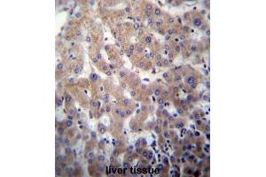 Immunohistochemistry (IHC) image for anti-Protein O-Fucosyltransferase 2 (POFUT2) antibody (ABIN2996993) (POFUT2 抗体)