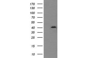 Image no. 1 for anti-Mitogen-Activated Protein Kinase 13 (MAPK13) antibody (ABIN1499958) (MAPK13 抗体)