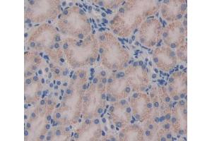 Used in DAB staining on fromalin fixed paraffin- embedded kidney tissue (HADH 抗体  (AA 1-167))