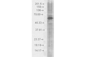 Western blot analysis of Human HeLa cell lysates showing detection of HSP70 protein using Chicken Anti-HSP70 Polyclonal Antibody . (HSP70 抗体  (Atto 390))