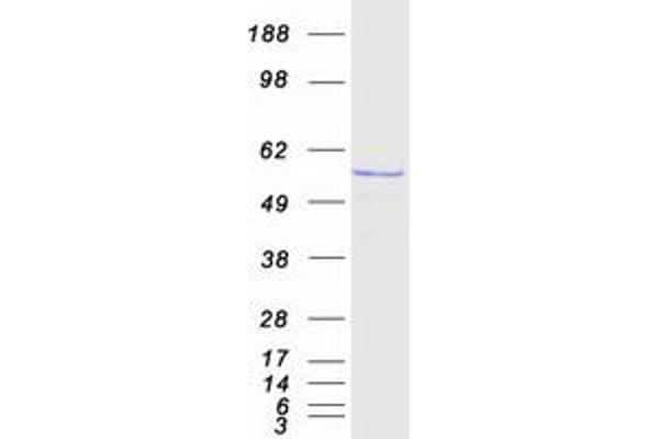 KATNAL1 Protein (Transcript Variant 1) (Myc-DYKDDDDK Tag)