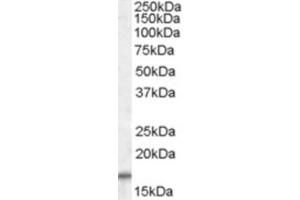 Western Blotting (WB) image for anti-Cytochrome C Oxidase Subunit IV Isoform 1 (COX4I1) (C-Term) antibody (ABIN2464264) (COX IV 抗体  (C-Term))