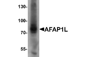 Western blot analysis of AFAP1L1 in A549 cell lysate with AFAP1L1 antibody at 1 µg/mL. (AFAP1L1 抗体  (N-Term))