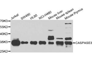 Western blot analysis of extracts of various cell lines using CASP3 antibody. (Caspase 3 抗体)