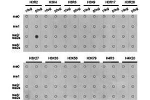 Western Blotting (WB) image for anti-Histone 3 (H3) (H3R2me2a) antibody (ABIN1873014) (Histone 3 抗体  (H3R2me2a))