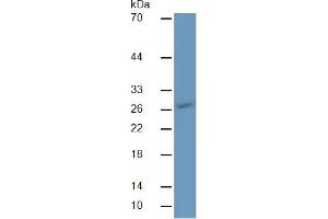 Mouse Capture antibody from the kit in WB with Positive Control: Human U937 Cells. (IL12A ELISA 试剂盒)