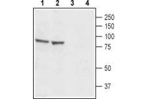 Western blot analysis of rat (lanes 1 and 3) and mouse (lanes 2 and 4) testis lysates: - 1. (CATSPER1 抗体  (3rd Extracellular Loop))
