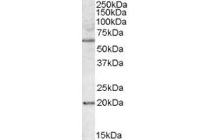 Western Blotting (WB) image for anti-BCL2-Associated Athanogene 4 (BAG4) (AA 349-363) antibody (ABIN1493862) (BAG4 抗体  (AA 349-363))