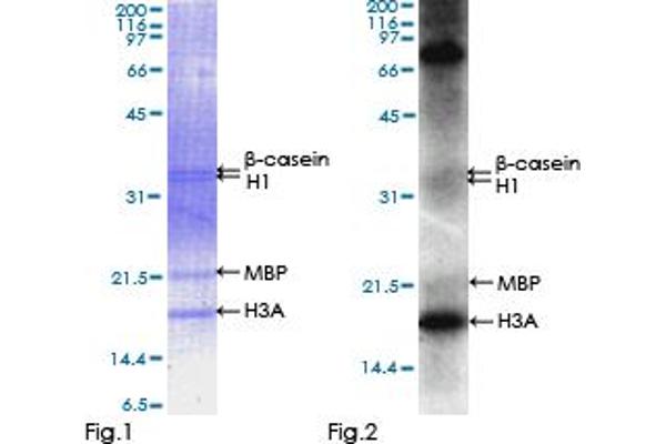 VRK2 Protein (AA 1-508) (GST tag)