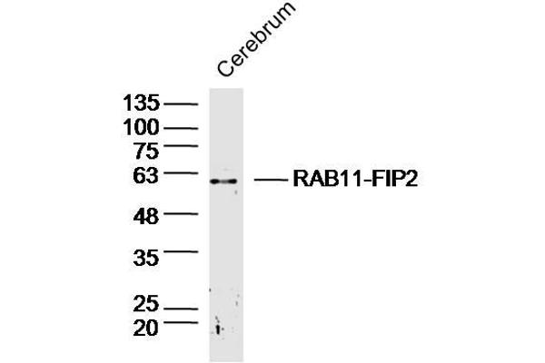 RAB11FIP2 抗体  (AA 331-430)