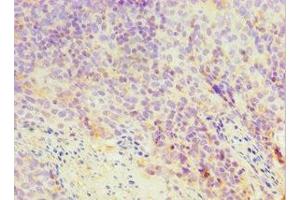 Immunohistochemistry of paraffin-embedded human tonsil tissue using ABIN7172045 at dilution of 1:100 (TXN2 抗体  (AA 1-166))