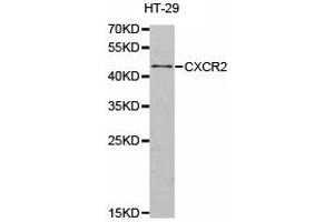 Western Blotting (WB) image for anti-Chemokine (C-X-C Motif) Receptor 2 (CXCR2) antibody (ABIN1872136) (CXCR2 抗体)