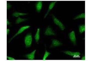 Immunofluorescence (IF) image for anti-Chloride Channel, Nucleotide-Sensitive, 1A (CLNS1A) antibody (ABIN933127)