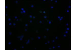 Immunofluorescence staining of JK cells with ABIN7147163 at 1:100, counter-stained with DAPI. (CD48 抗体  (AA 27-220))