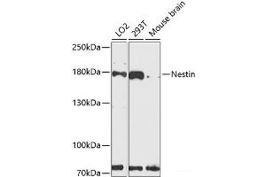 Western blot analysis of extracts of various cell lines using Nestin Polyclonal Antibody at dilution of 1:3000. (Nestin 抗体)