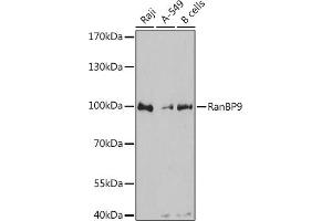 Western blot analysis of extracts of various cell lines, using RanBP9 antibody  at 1:3000 dilution. (Importin 9 抗体  (AA 480-605))