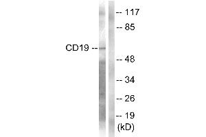 Western blot analysis of extracts from COS7 cells, treated with Serum (10%, 30mins), using CD19 (Ab-531) Antibody. (CD19 抗体  (Tyr531))