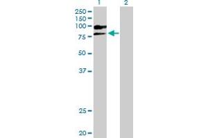 Western Blot analysis of VCAM1 expression in transfected 293T cell line by VCAM1 MaxPab polyclonal antibody. (VCAM1 抗体  (AA 1-739))