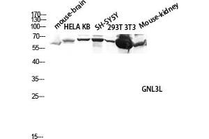 Western blot analysis of Mouse-brain, hela, KB, SH-SY5Y, 293T, 3T3, Mouse-kidney lysate using GNL3L antibody. (GNL3L 抗体  (AA 40-120))