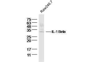 Western Blotting (WB) image for anti-Interleukin 1, beta (IL1B) (AA 101-200) antibody (ABIN728503)