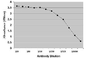 ELISA image for anti-Dehydroepiandrosterone (DHEA) antibody (ABIN2473305) (DHEA 抗体)