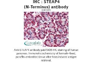 Image no. 1 for anti-STEAP Family Member 4 (STEAP4) (N-Term) antibody (ABIN1739712) (STEAP4 抗体  (N-Term))