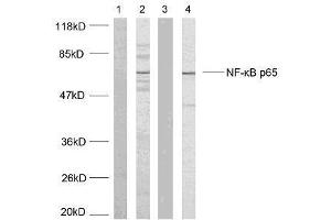 Western blot analysis of extracts using NF-κB p65 (Ab-468) antibody (E021013). (NF-kB p65 抗体)