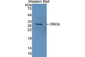 Detection of Recombinant GSTa2, Mouse using Polyclonal Antibody to Glutathione S Transferase Alpha 2 (GSTa2) (GSTa2 抗体  (AA 1-222))