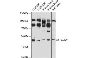 Western blot analysis of extracts of various cell lines, using GLR antibody (ABIN3017067, ABIN3017068, ABIN3017069 and ABIN6219938) at 1:3000 dilution. (GLRA1 抗体  (AA 29-247))