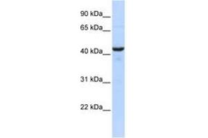 Image no. 1 for anti-Ribonuclease/angiogenin Inhibitor 1 (RNH1) (AA 359-408) antibody (ABIN6744219) (RNH1 抗体  (AA 359-408))