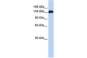 KIAA0182 antibody used at 1 ug/ml to detect target protein. (GSE1/KIAA0182 抗体  (N-Term))