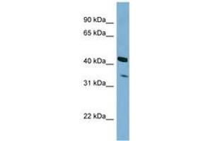 Image no. 1 for anti-Peroxisomal Biogenesis Factor 26 (PEX26) (N-Term) antibody (ABIN6742056) (PEX26 抗体  (N-Term))