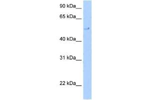 TERF2 antibody (20R-1063) used at 0. (TRF2 抗体  (C-Term))