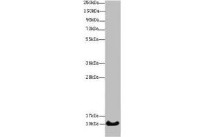 Western blot All lanes: HIST1H4A antibody at 14 μg/mL + Mouse thymus tissue Secondary Goat polyclonal to rabbit IgG at 1/10000 dilution Predicted band size: 11 kDa Observed band size: 11 kDa (HIST1H4A 抗体  (AA 2-50))