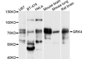 Western blot analysis of extracts of various cell lines, using GRK4 antibody (ABIN5997844) at 1/1000 dilution. (GRK4 抗体)