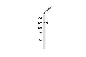 Western blot analysis of lysate from mouse bladder tissue lysate, using MLCKlong Antibody (M1) at 1:1000. (MYLK 抗体  (N-Term))