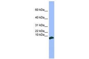 Image no. 1 for anti-Vasoactive Intestinal Peptide (Vip) (C-Term) antibody (ABIN6743369) (Vip 抗体  (C-Term))