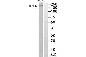 Western blot analysis of extracts from HepG2 cells, using MYLK antibody. (MYLK 抗体  (Internal Region))