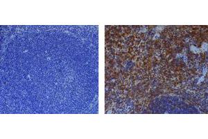 Immunohistochemical staining of endogenous mouse Caspase-1 in mouse spleen using anti-Caspase-1 (p20) (mouse), mAb (Casper-1)  (1:500) by standard immunohistochemistry (antigen retrieval performed with sodium citrate). (Caspase 1 p20 抗体)