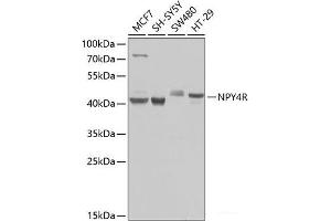 Western blot analysis of extracts of various cell lines using NPY4R Polyclonal Antibody at dilution of 1:1000. (NPY4R 抗体)