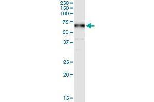 Immunoprecipitation of CDADC1 transfected lysate using rabbit polyclonal anti-CDADC1 and Protein A Magnetic Bead (CDADC1 (人) IP-WB Antibody Pair)