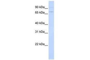 Image no. 1 for anti-Activating Transcription Factor 6 (ATF6) (AA 36-85) antibody (ABIN6742228) (ATF6 抗体  (AA 36-85))