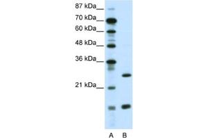 Western Blotting (WB) image for anti-CCAAT/enhancer Binding Protein (C/EBP), gamma (CEBPG) antibody (ABIN2461182) (CEBPG 抗体)