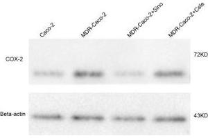 Western Blotting (WB) image for anti-Prostaglandin-Endoperoxide Synthase 2 (Prostaglandin G/H Synthase and Cyclooxygenase) (PTGS2) (AA 501-604) antibody (ABIN672471)