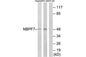 Western blot analysis of extracts from HT-29/HepG2 cells, using NBPF7 Antibody. (NBPF7 抗体  (AA 361-410))