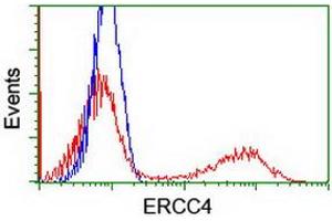 HEK293T cells transfected with either RC223300 overexpress plasmid (Red) or empty vector control plasmid (Blue) were immunostained by anti-ERCC4 antibody (ABIN2454873), and then analyzed by flow cytometry. (ERCC4 抗体)