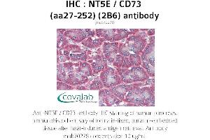 Image no. 2 for anti-5'-Nucleotidase, Ecto (CD73) (NT5E) (AA 27-252) antibody (ABIN1723204) (CD73 抗体  (AA 27-252))