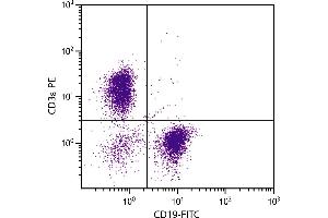 BALB/c mouse splenocytes were stained with Hamster Anti-Mouse CD3ε-PE. (CD3 epsilon 抗体  (PE))