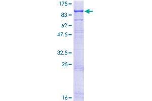 EXT2 Protein (AA 1-718) (GST tag)