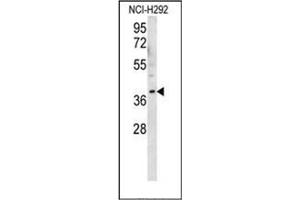 Western blot analysis of OR2AK2 Antibody (C-term) in NCI-H292 cell line lysates (35ug/lane). (OR2AK2 抗体  (C-Term))